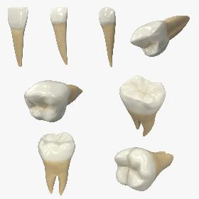 3D Human Lower Teeths Collection